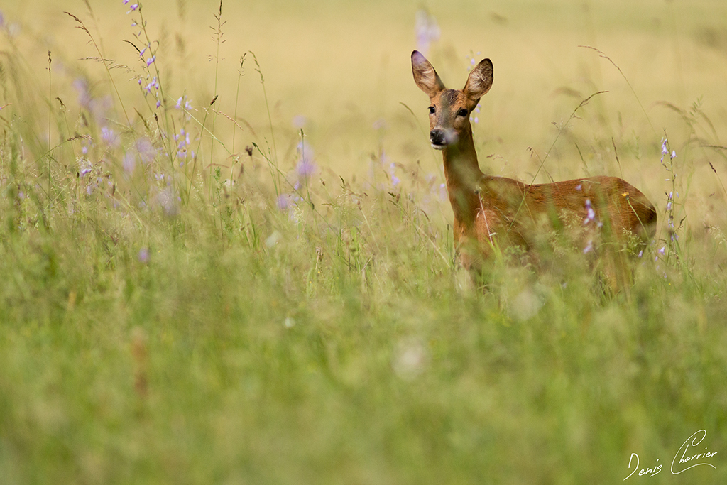 Chevrette dans une prairie en fleur